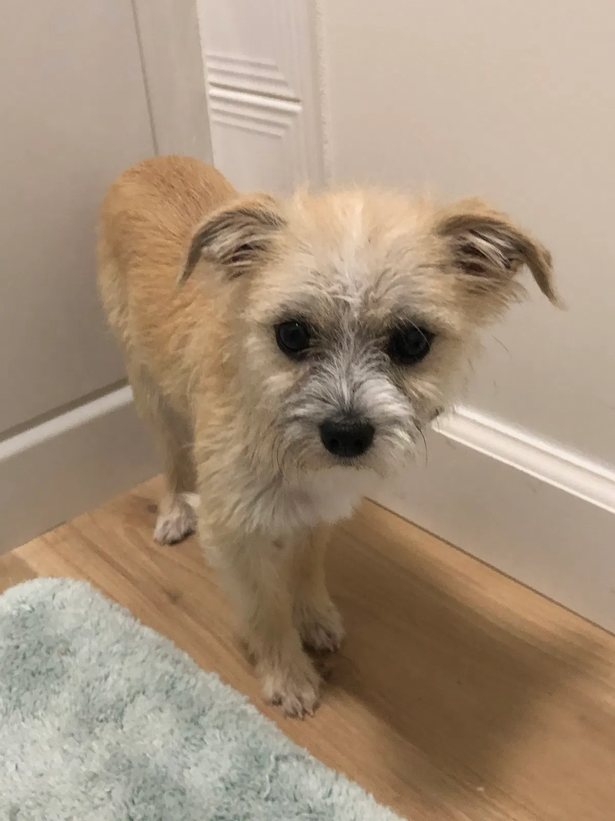 Lost dog in Woodstock, GA, 30188