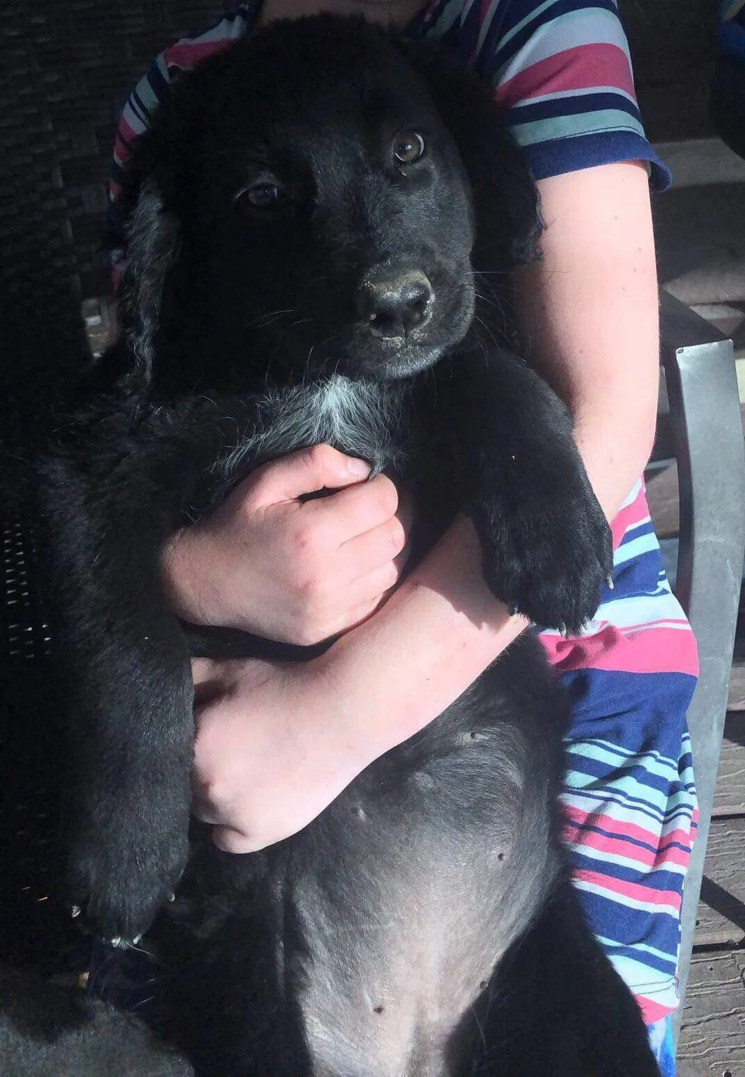 Lost dog in Castle Rock, CO, 80104