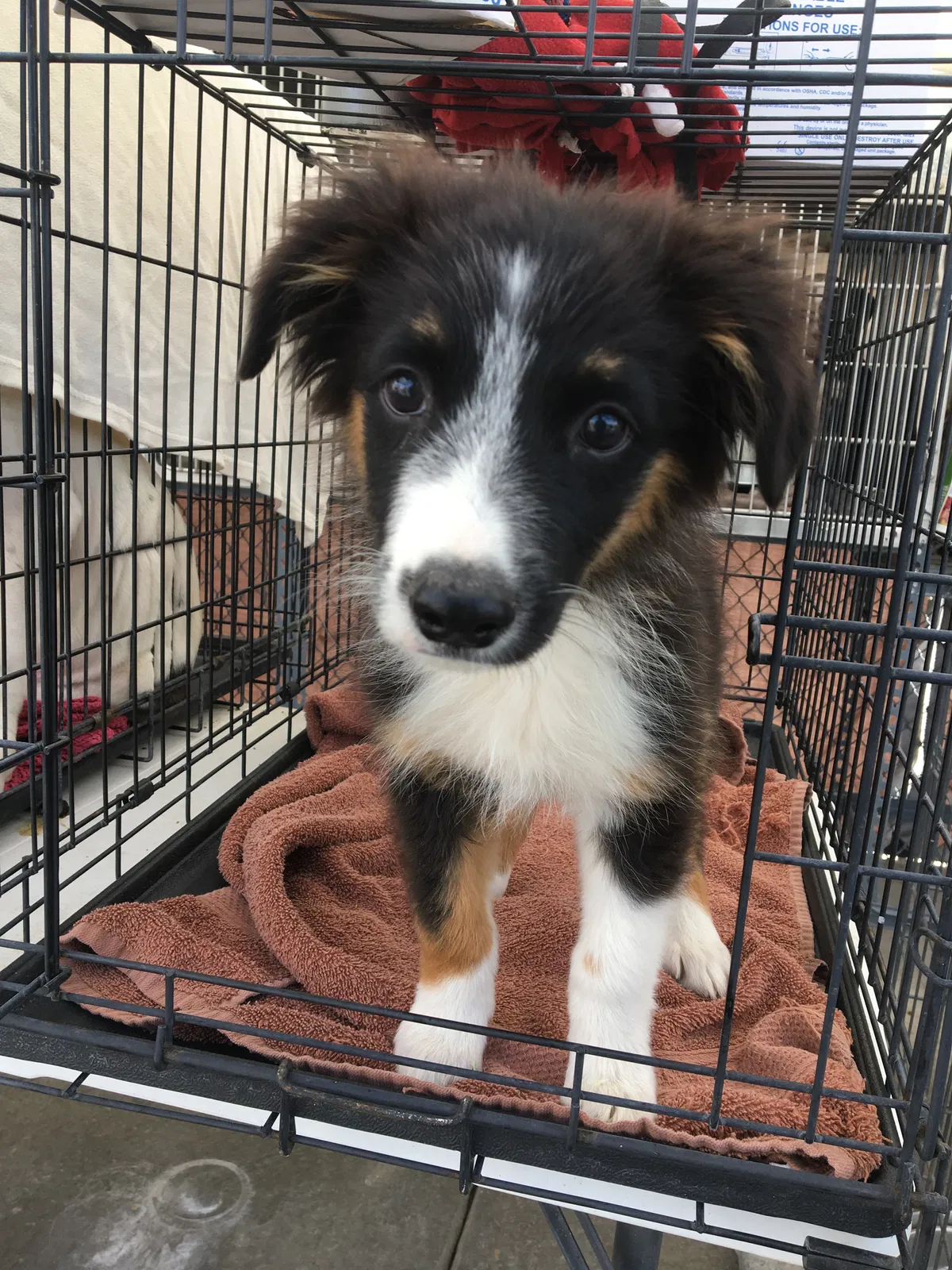 Lost dog in Las Cruces, NM, 88012