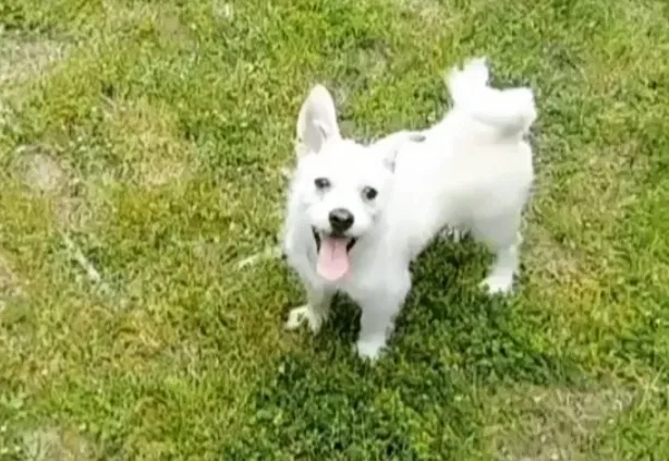 Lost dog in Atlanta, GA, 30339