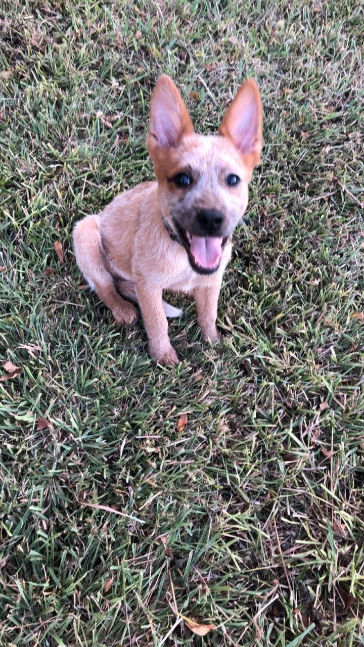 Lost dog in Corpus Christi, TX, 78418
