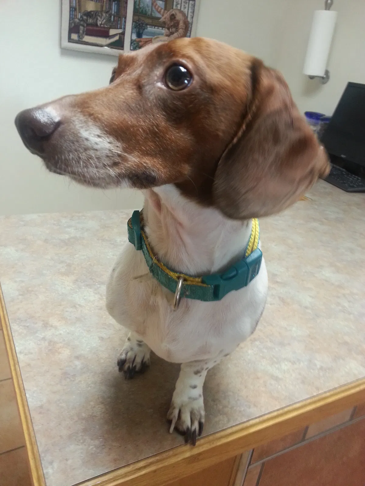 Lost dog in Springfield, MO, 65803