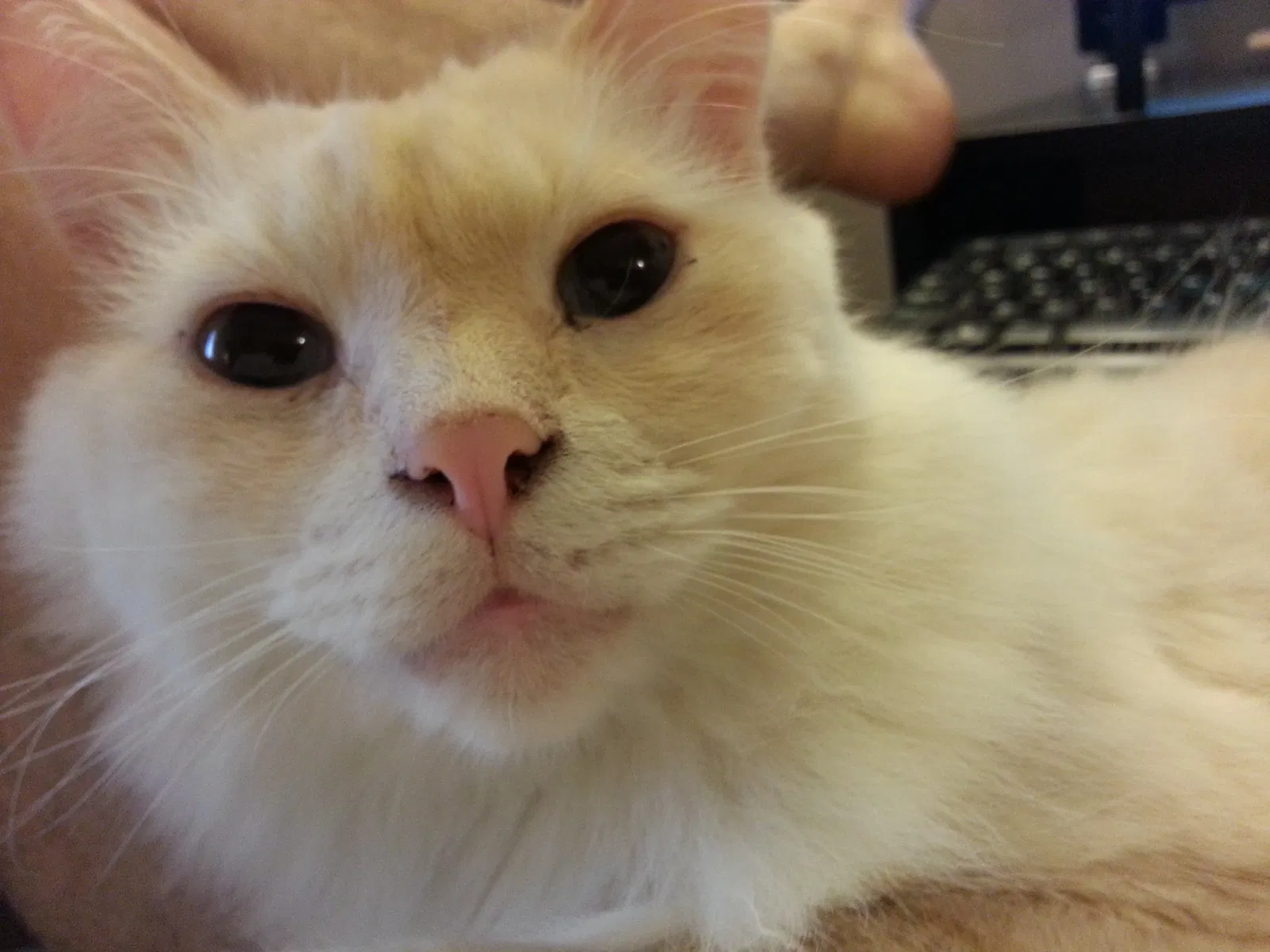 Lost cat in Newbury, OH, 44065