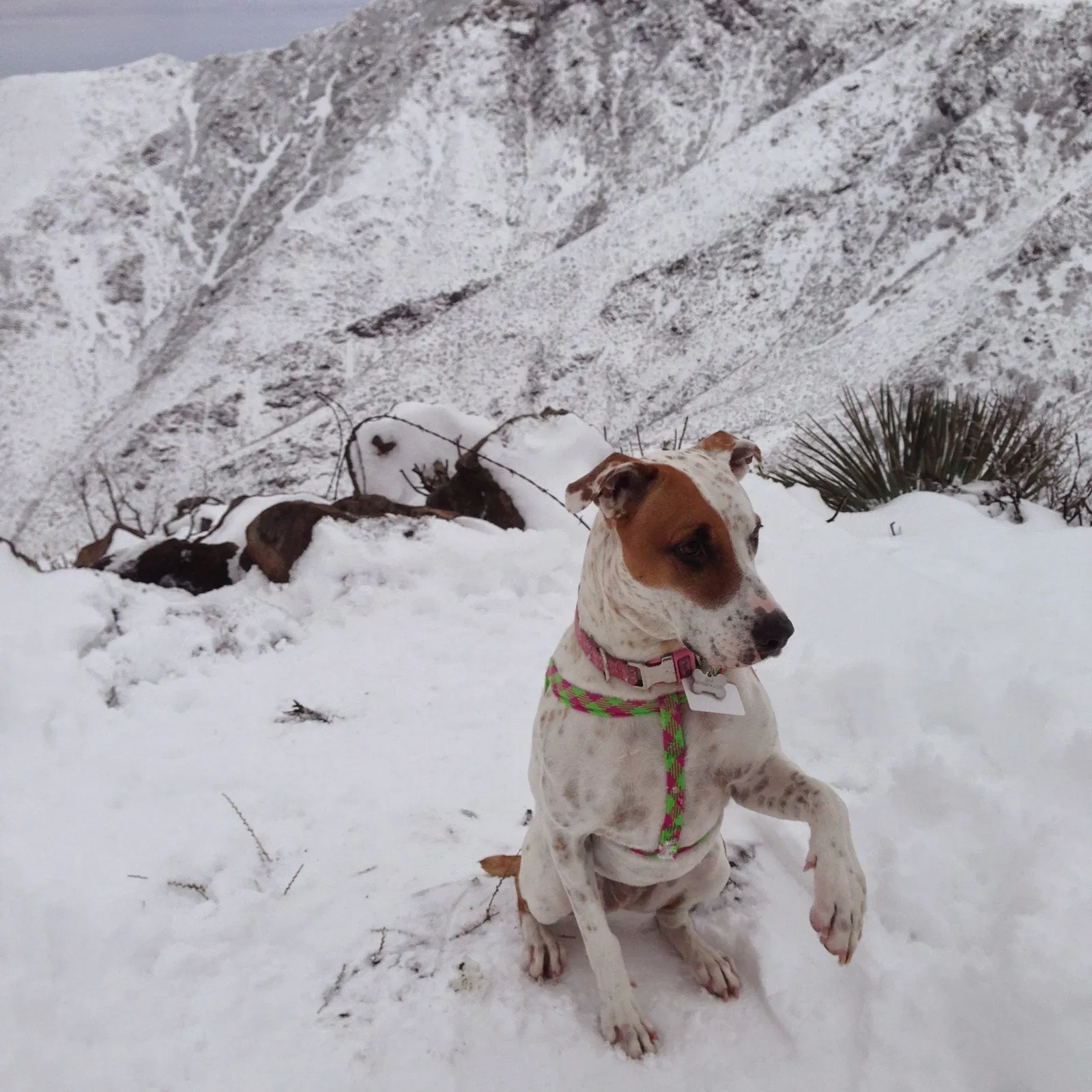 Lost dog in San Diego, CA, 92114
