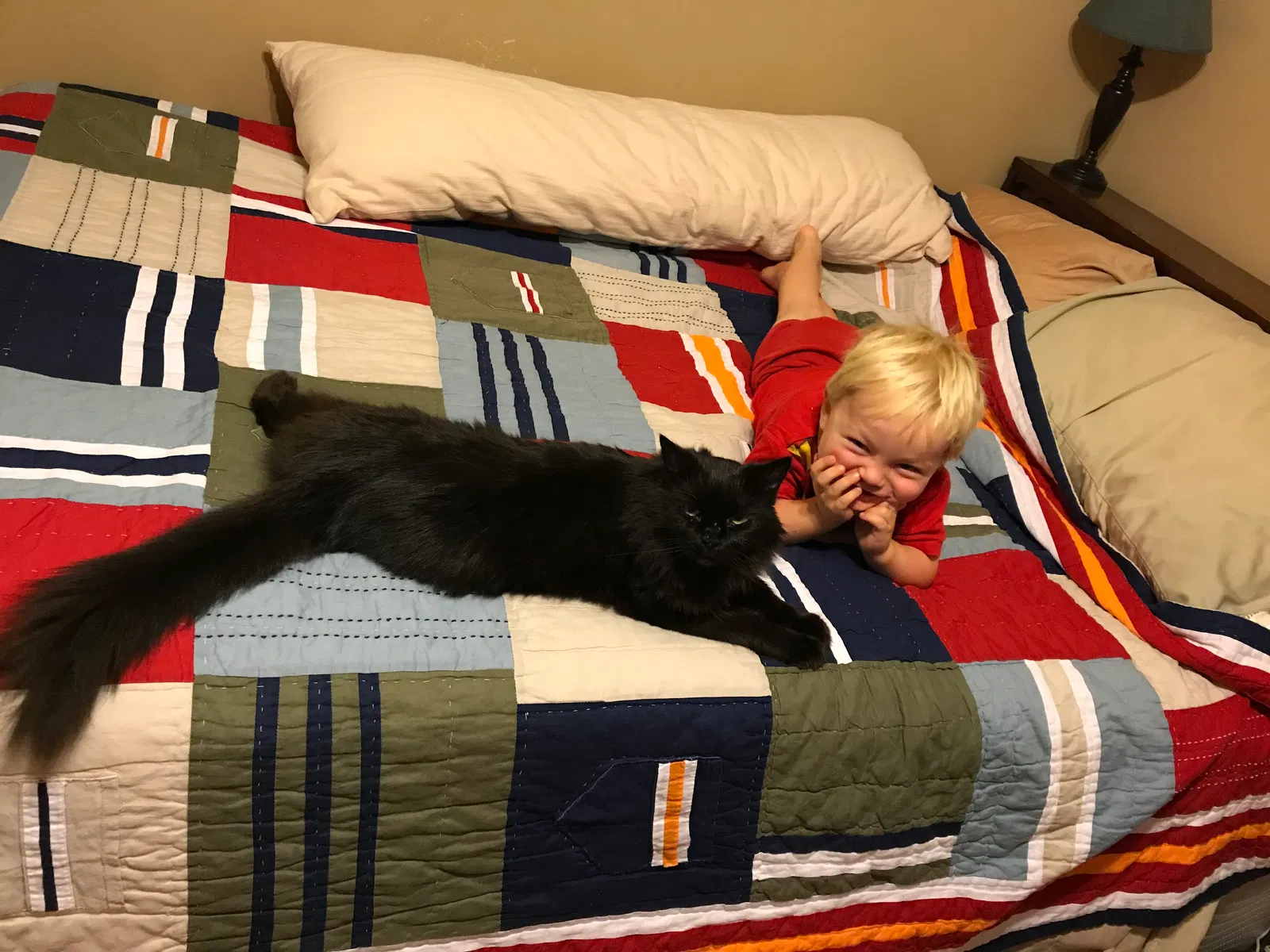 Lost cat in Westerville, OH, 43081