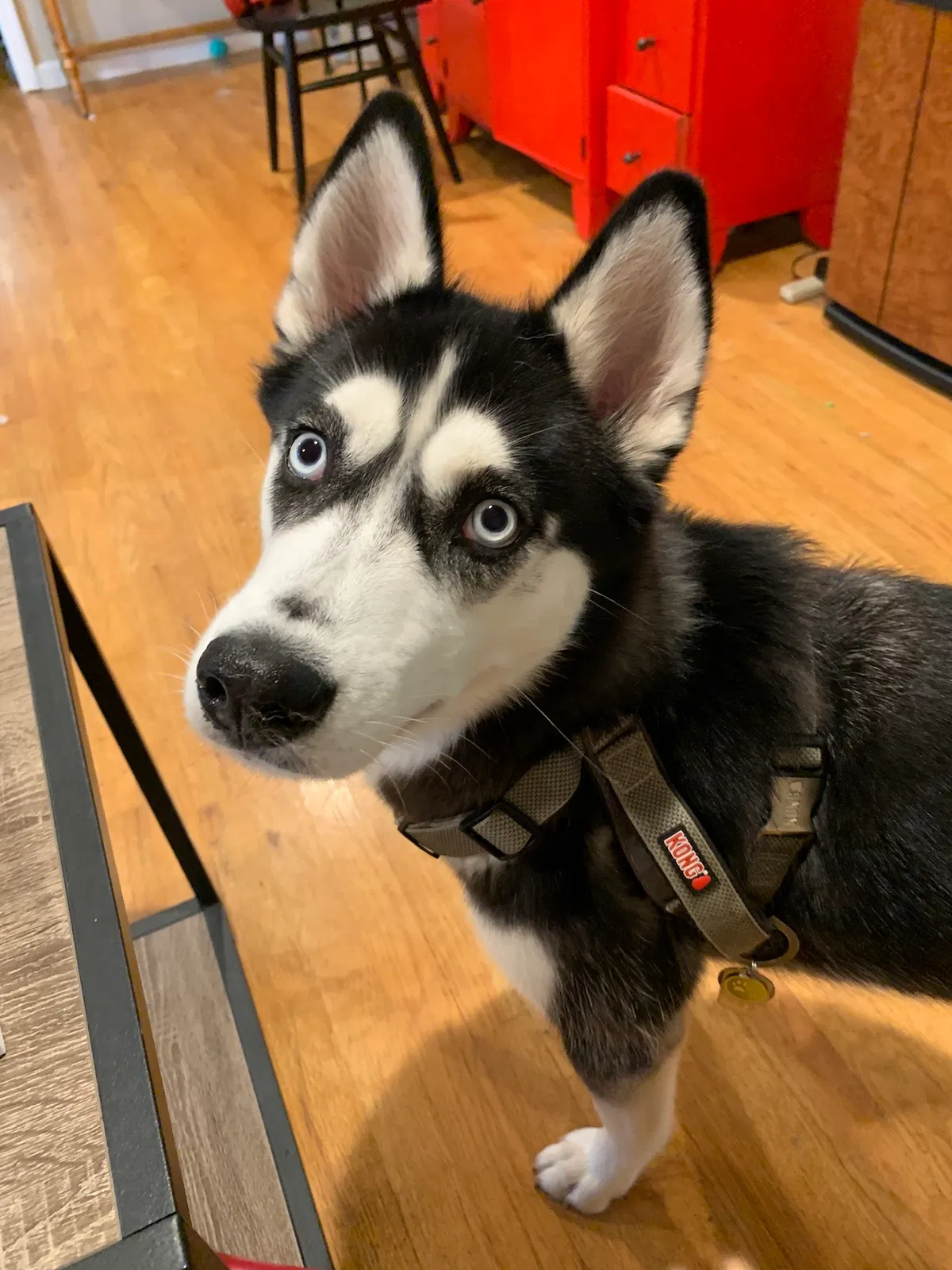 Lost dog in Yorktown, IN, 47396