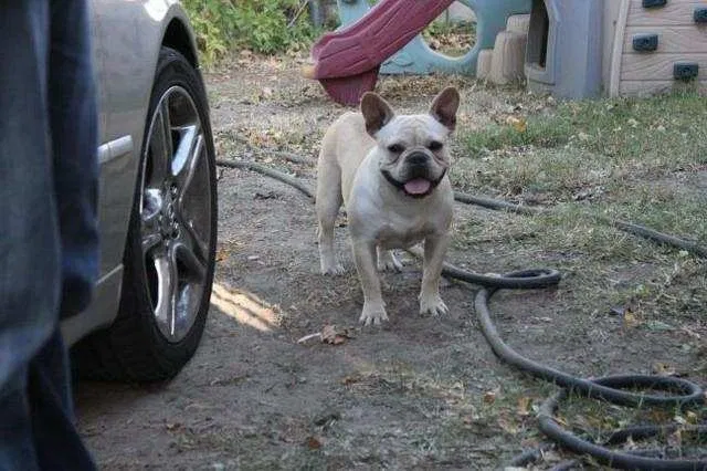 Lost dog in Moreno Valley, CA, 92553