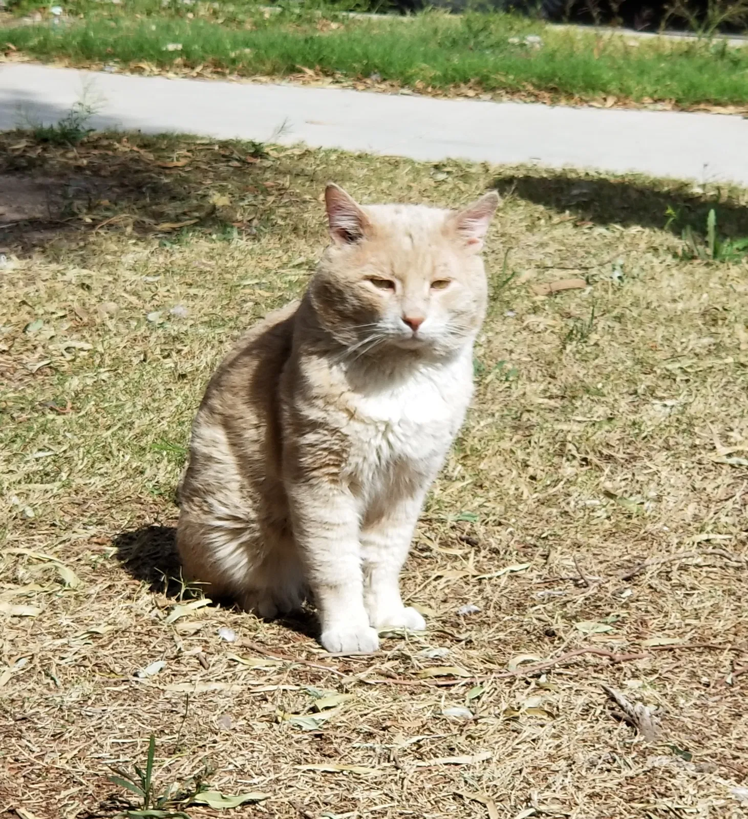 Lost cat in Terrell, TX, 75160
