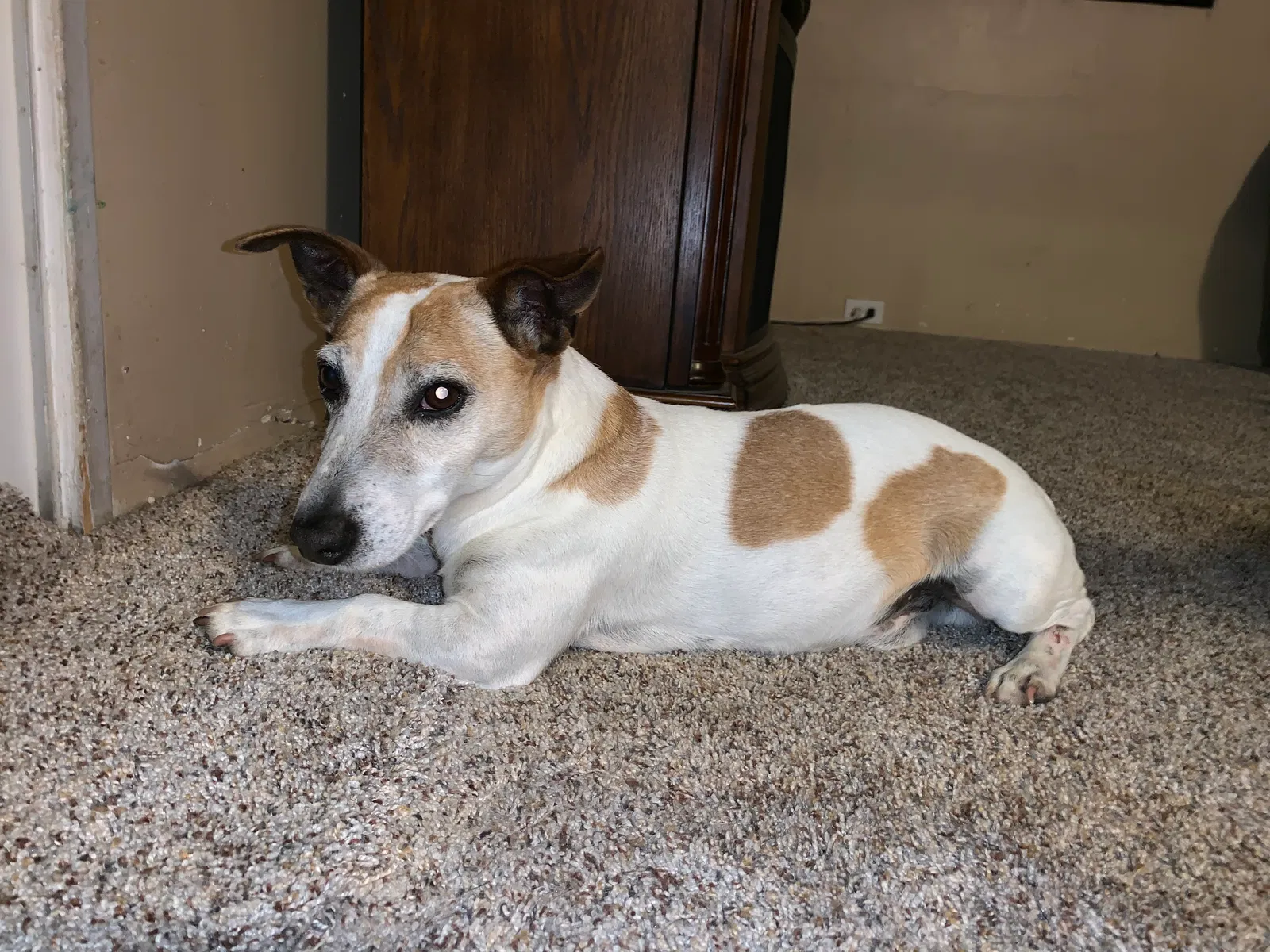 Lost dog in Chula Vista, CA, 91910