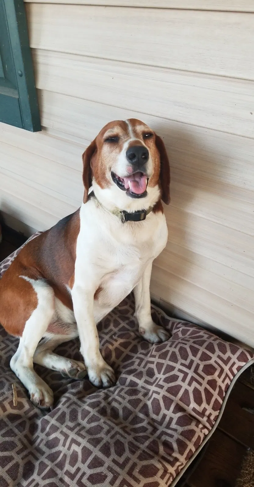 Lost dog in Falmouth, KY, 41040