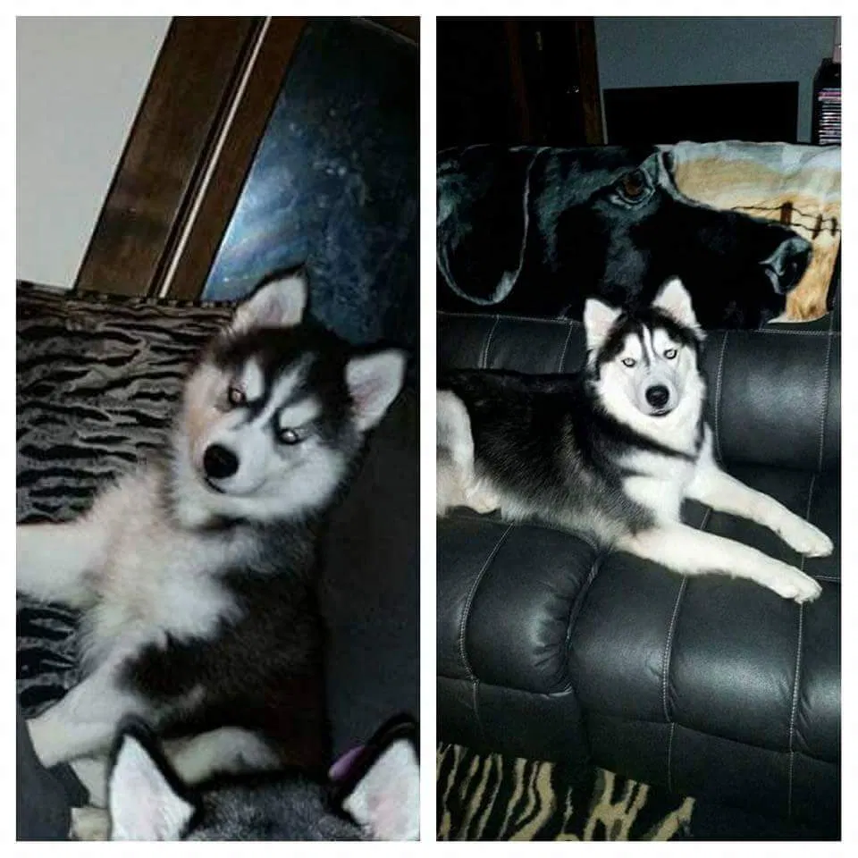 Lost dog in Barnhart, MO, 63012