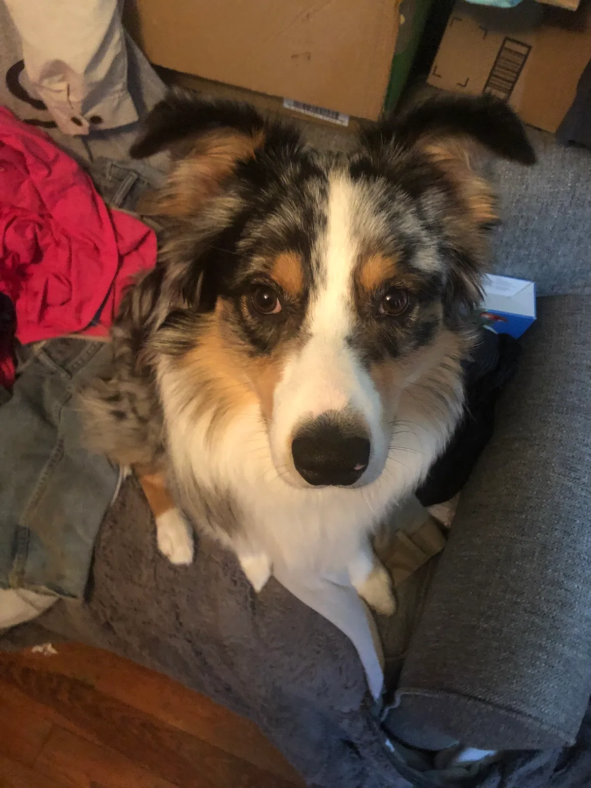 Lost dog in Melbourne, FL, 32901