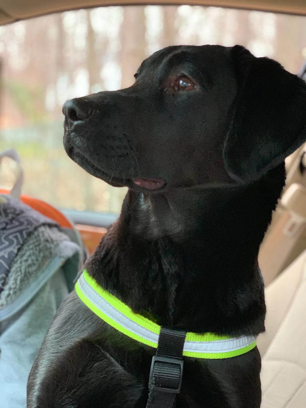 Lost dog in Jim Thorpe, PA, 18229