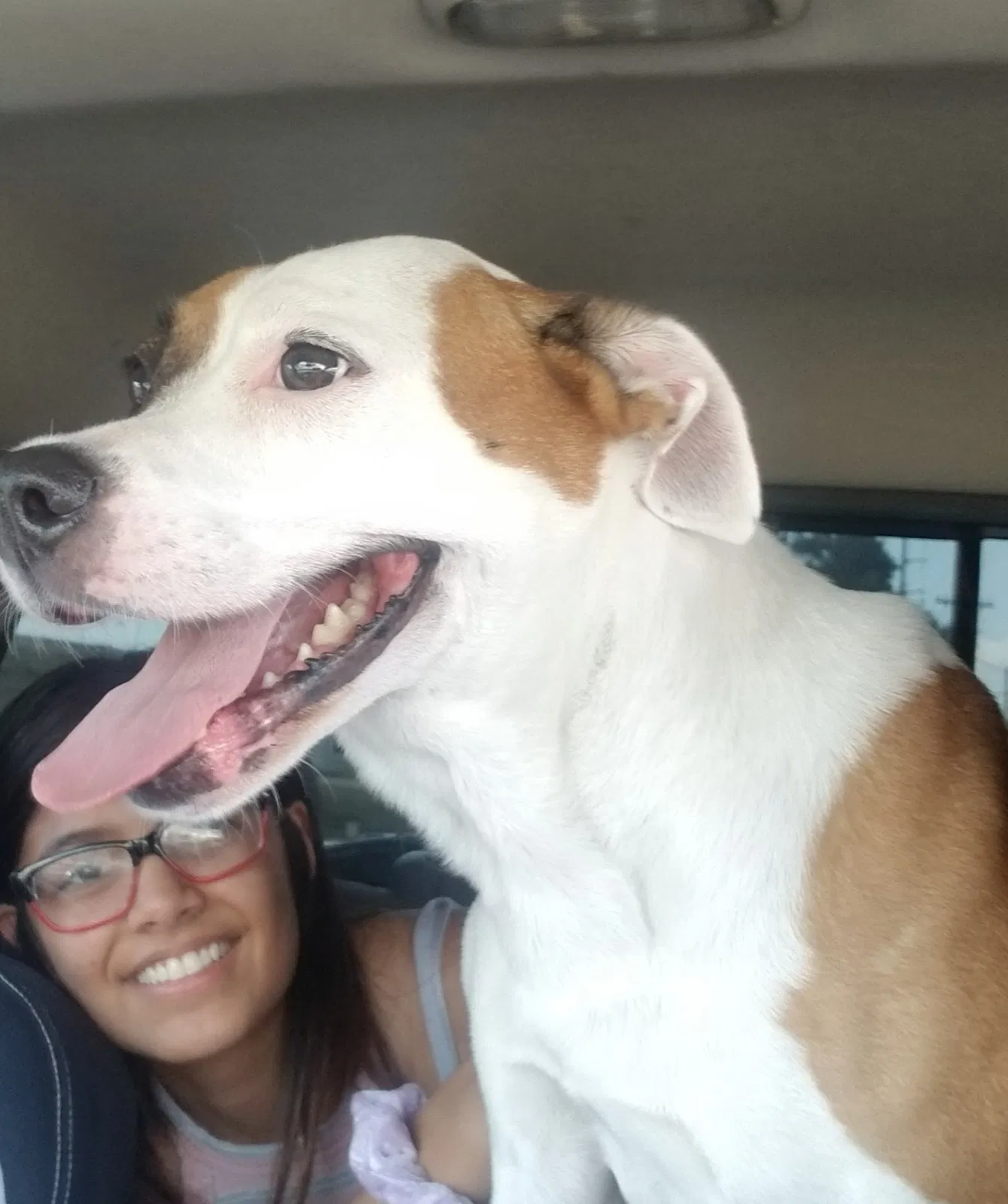 Lost dog in Pensacola, FL, 32504
