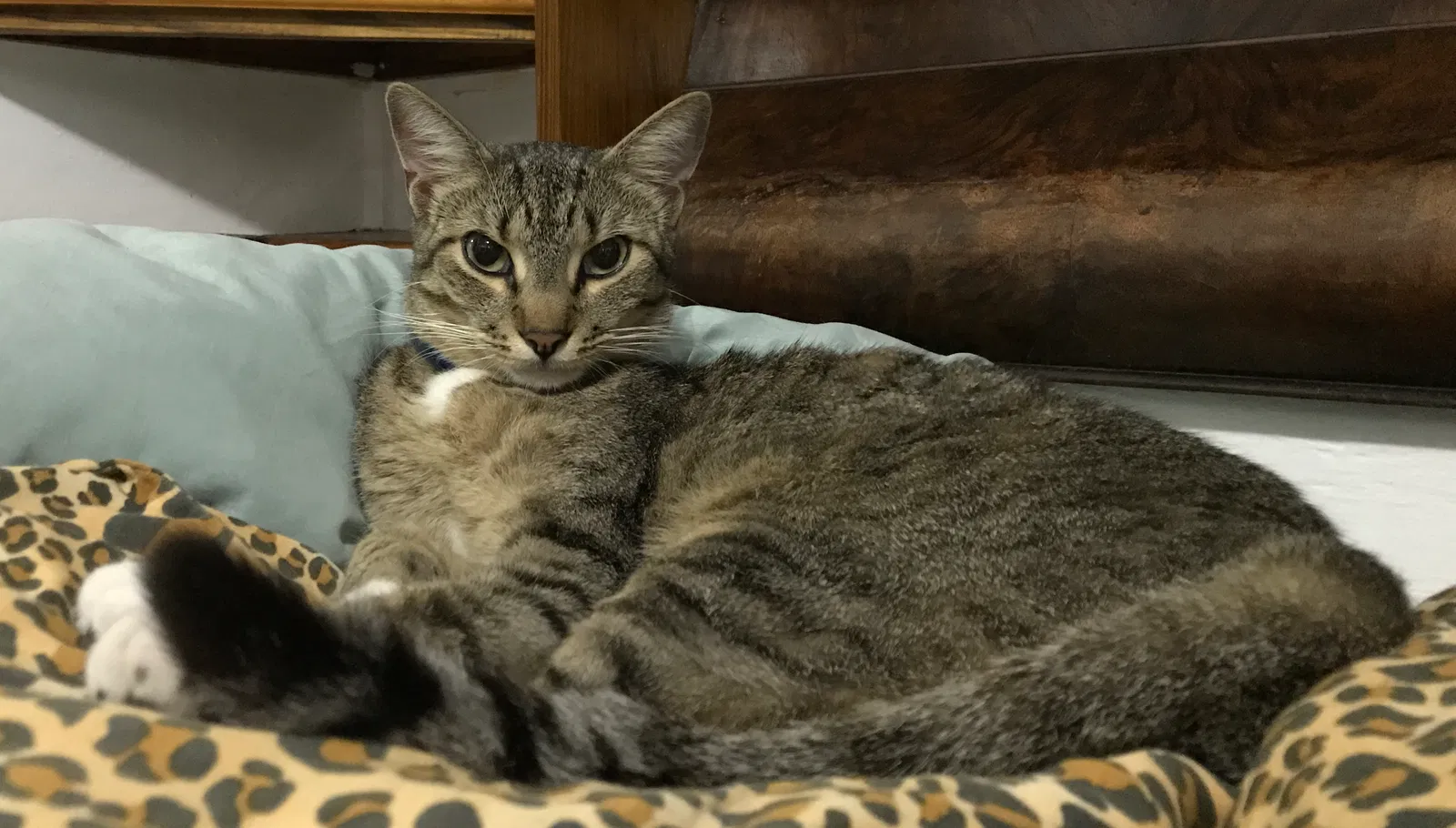 Lost cat in Deltona, FL, 32738