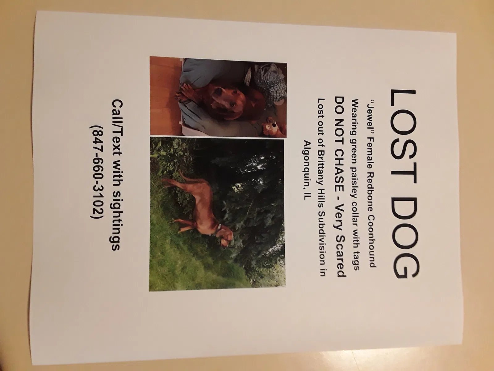 Lost dog in Algonquin, IL, 60102