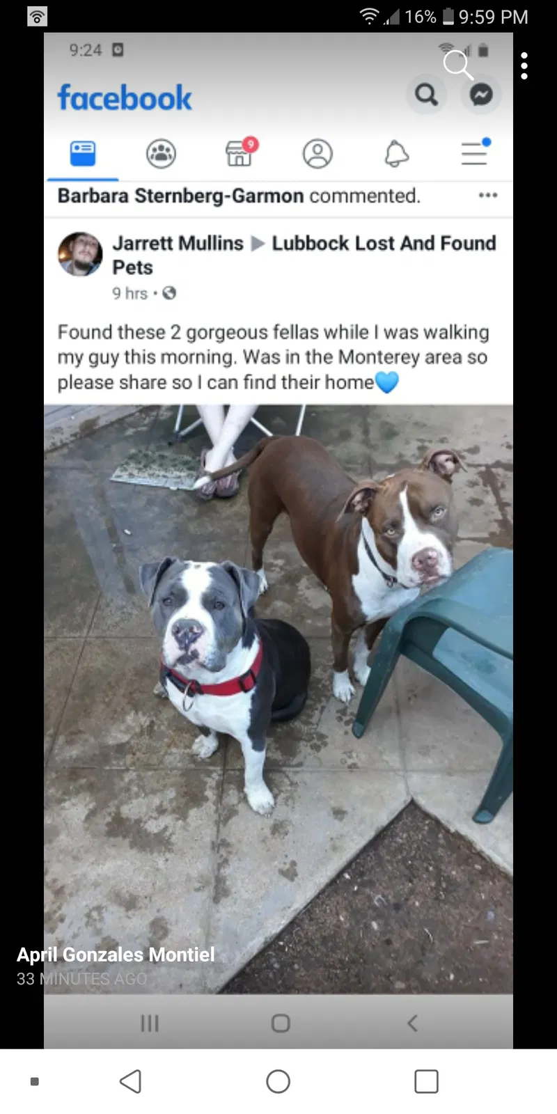 Lost dog in Lubbock, TX, 79413
