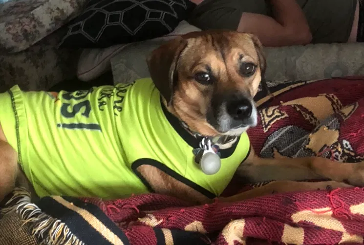 Missing Dog