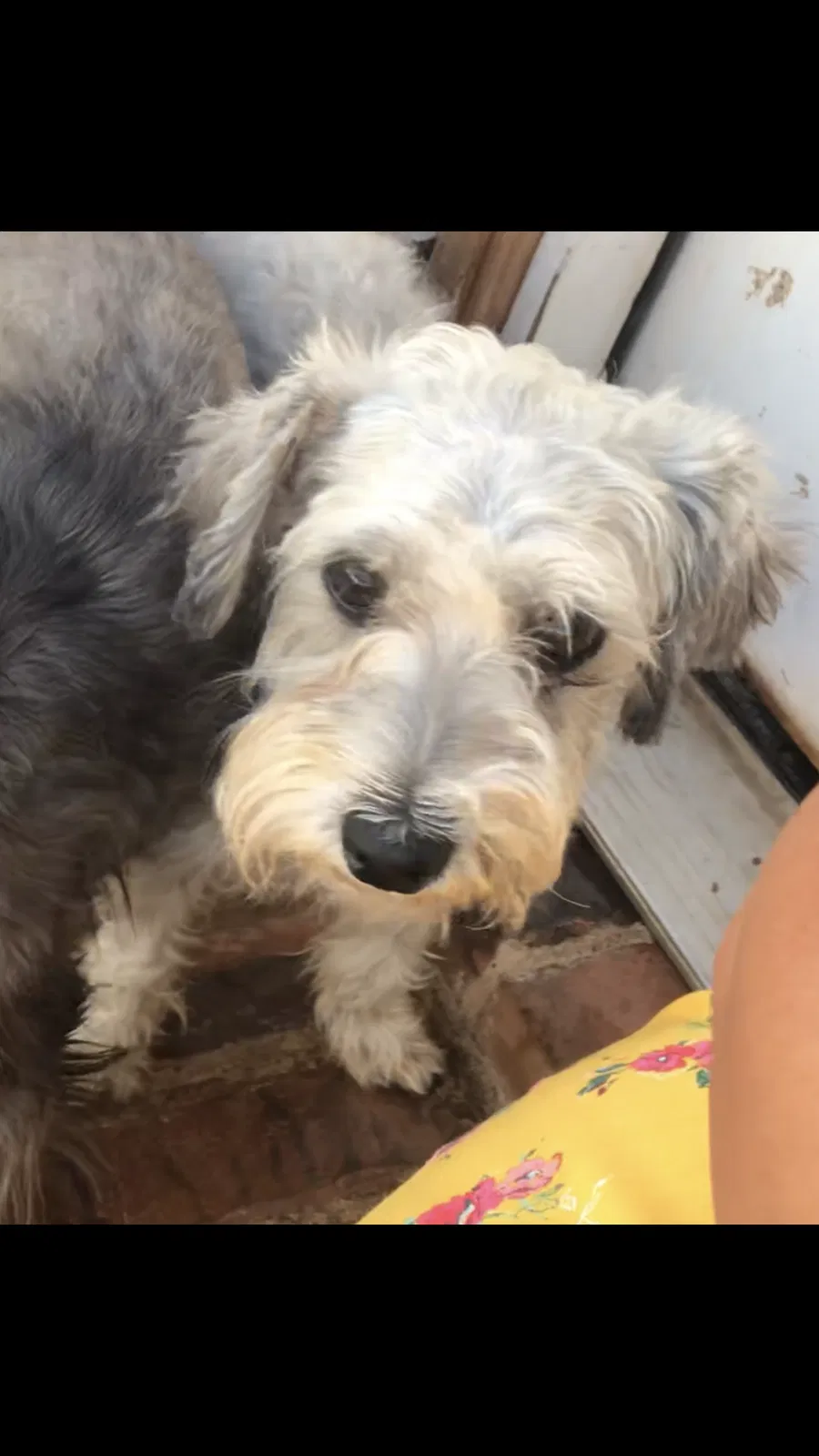 Lost dog in Odessa, TX, 79762