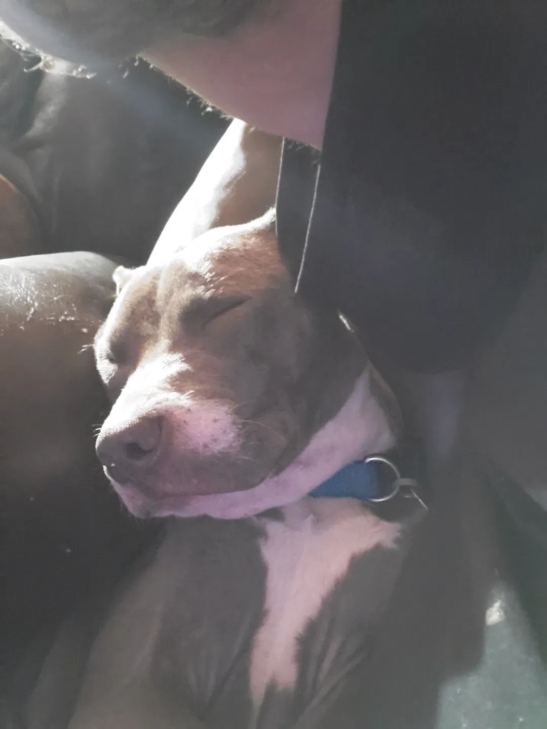Lost dog in Conway, AR, 72032