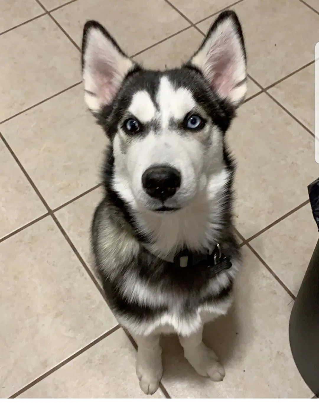 Lost dog in Gilbert, AZ, 85296