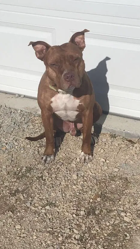 Lost dog in Watertown, WI, 53098