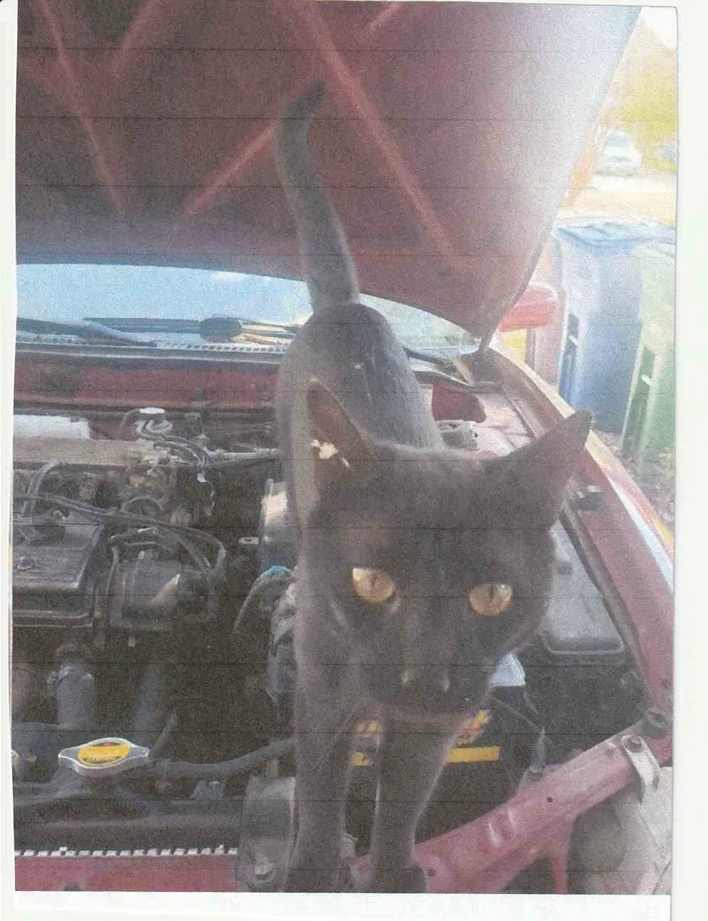 Lost cat in San Antonio, TX, 78233