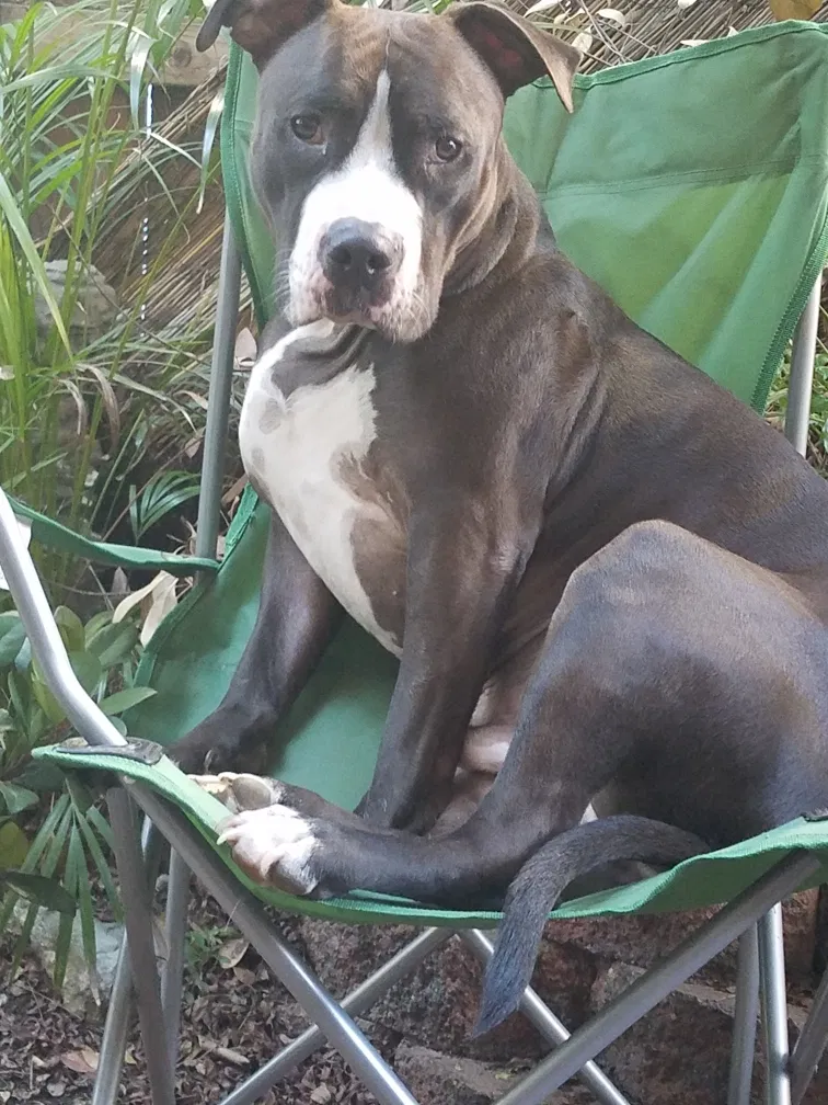 Lost dog in North Hills, CA, 91343