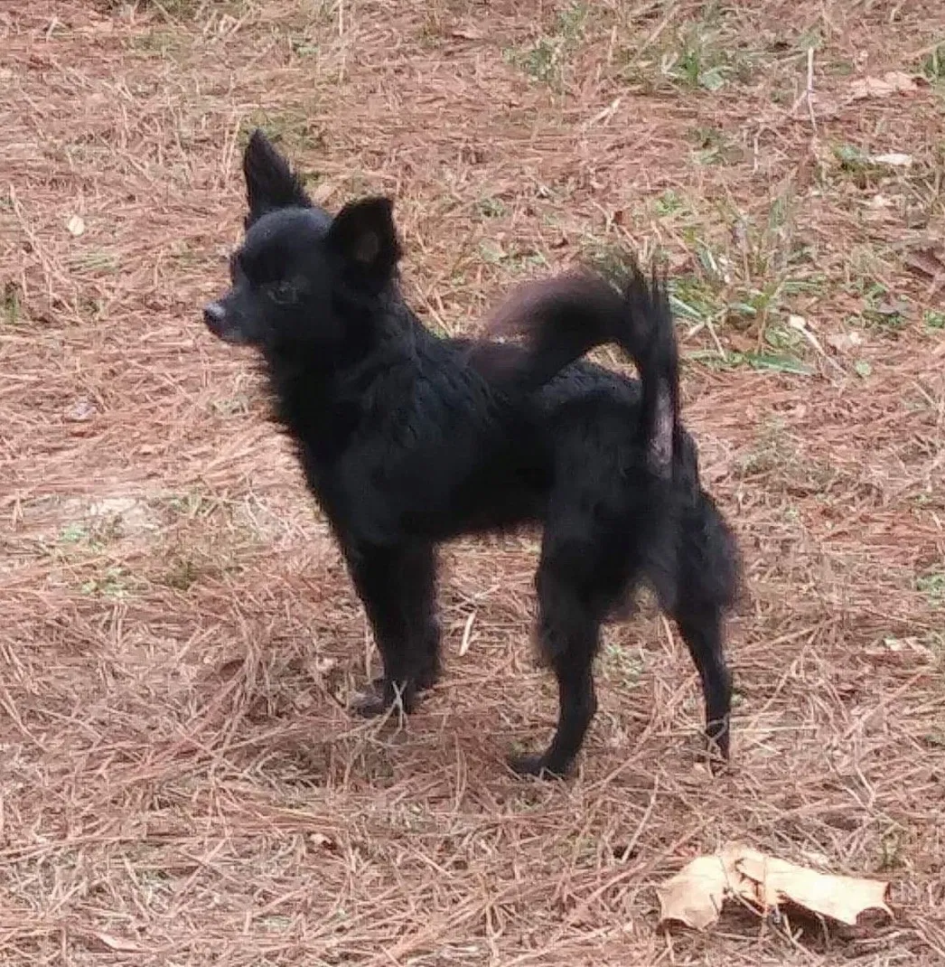Lost dog in Pensacola, FL, 32503