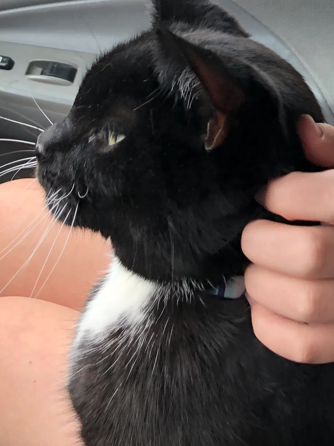 Lost cat in Athens, OH, 45701