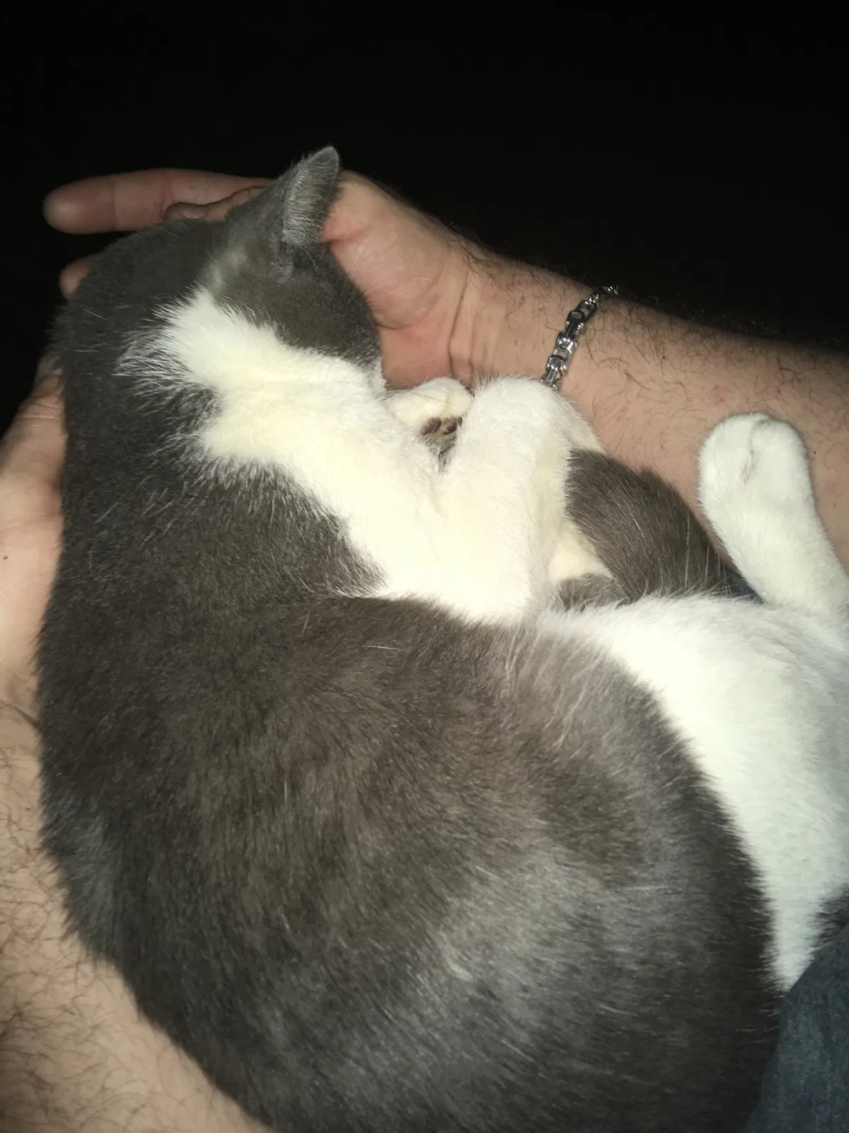 Lost cat in Irmo, SC, 29063