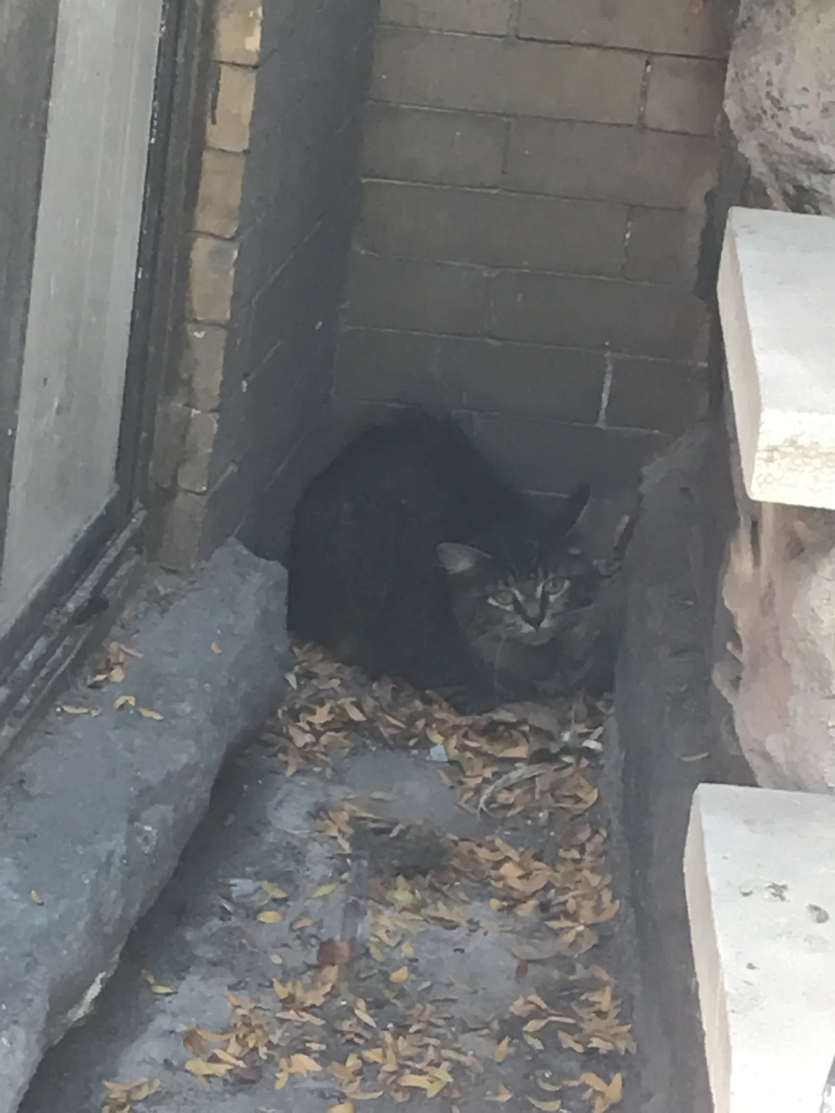 Found cat in Ridgewood, NY, 11385