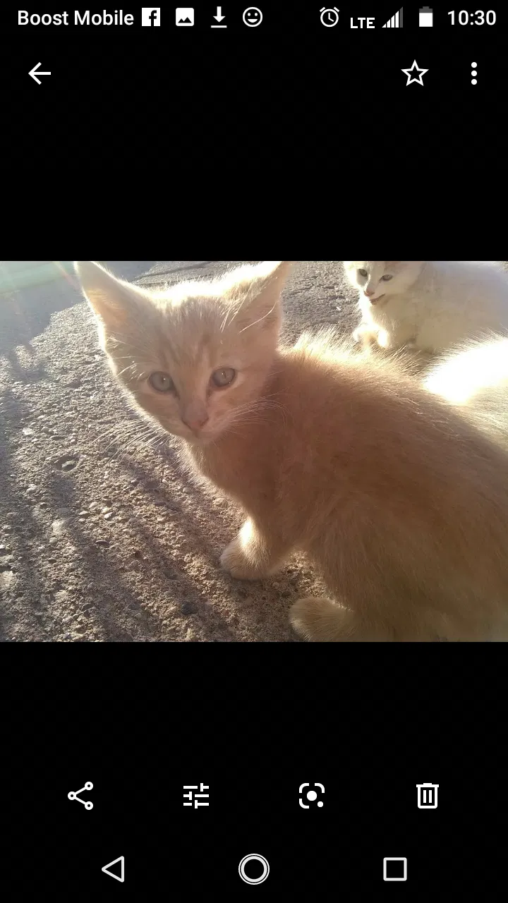 Lost cat in Albuquerque, NM, 87102