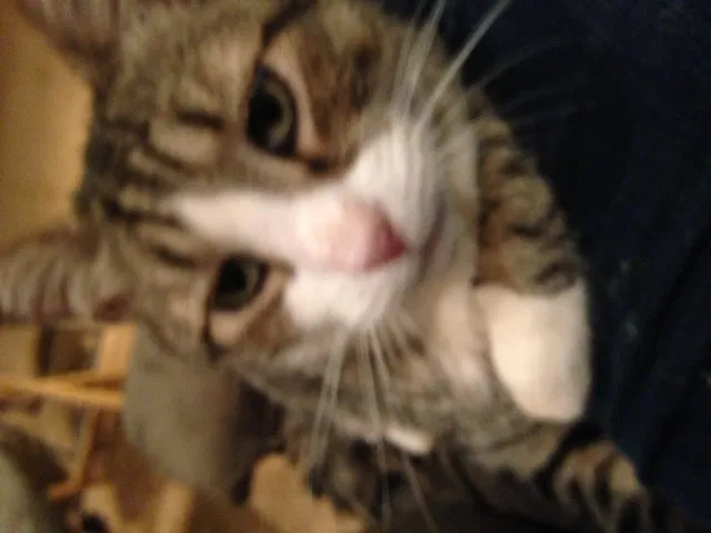 Lost cat in Folsom, CA, 95630