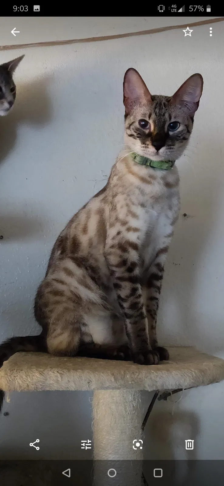 Lost cat in Fremont, CA, 94538