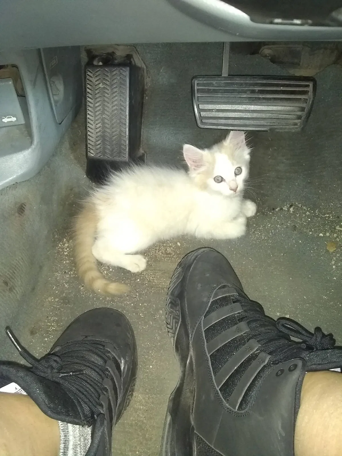 Lost cat in Albuquerque, NM, 87102