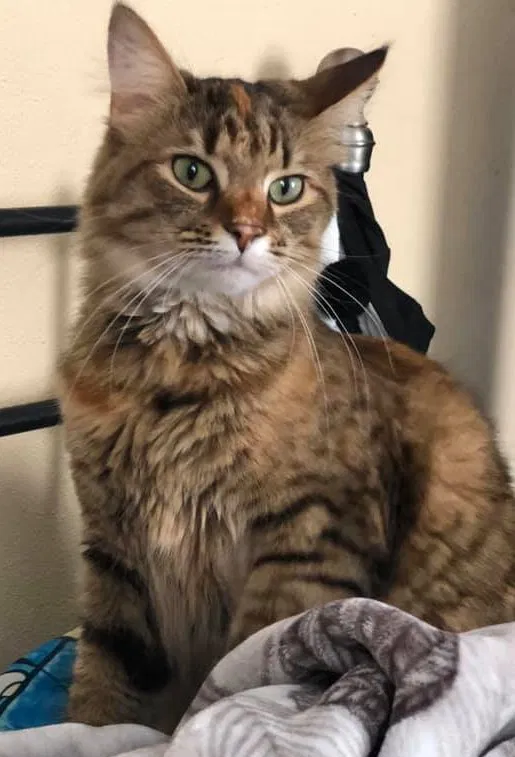Lost cat in Essex, MD, 21221