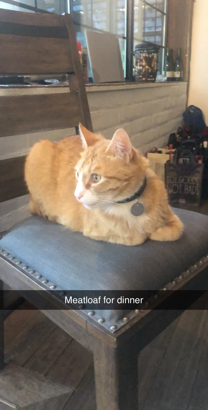 Lost cat in Sacramento, CA, 95864