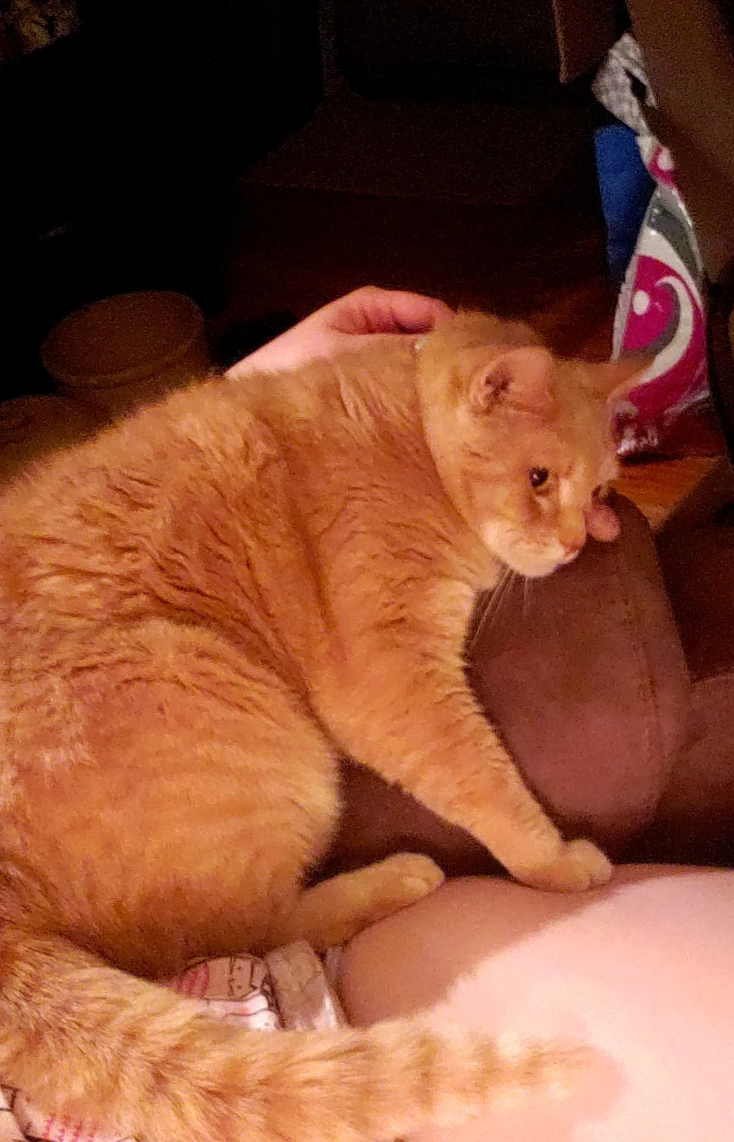 Lost cat in Gettysburg, PA, 17325