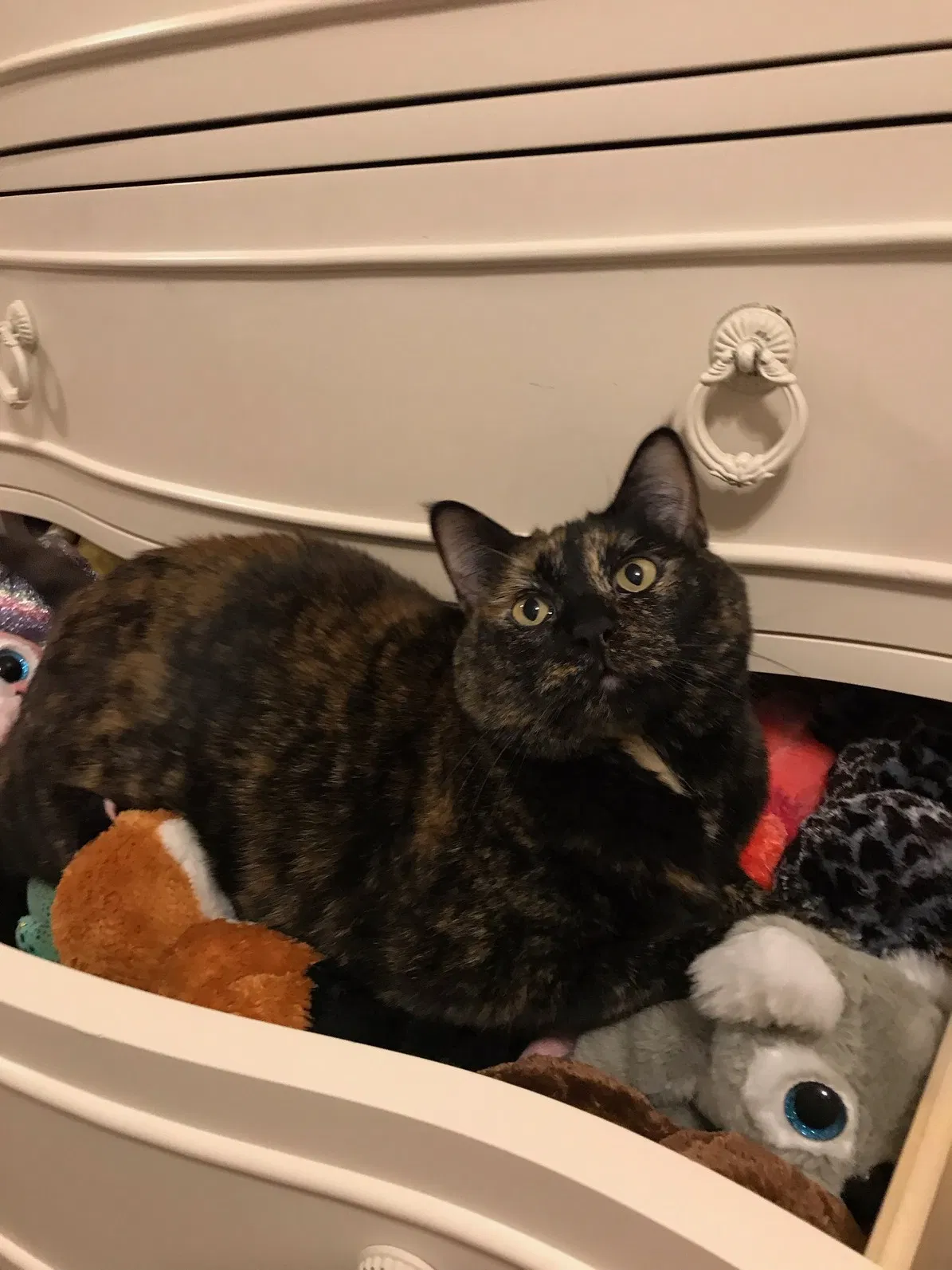 Lost cat in Arvada, CO, 80004