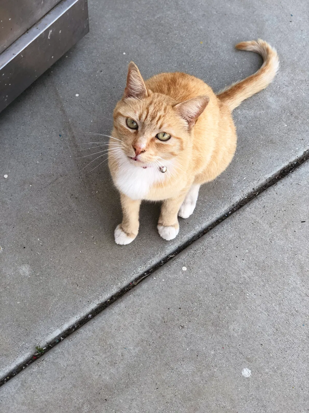 Lost cat in Perris, CA, 92571