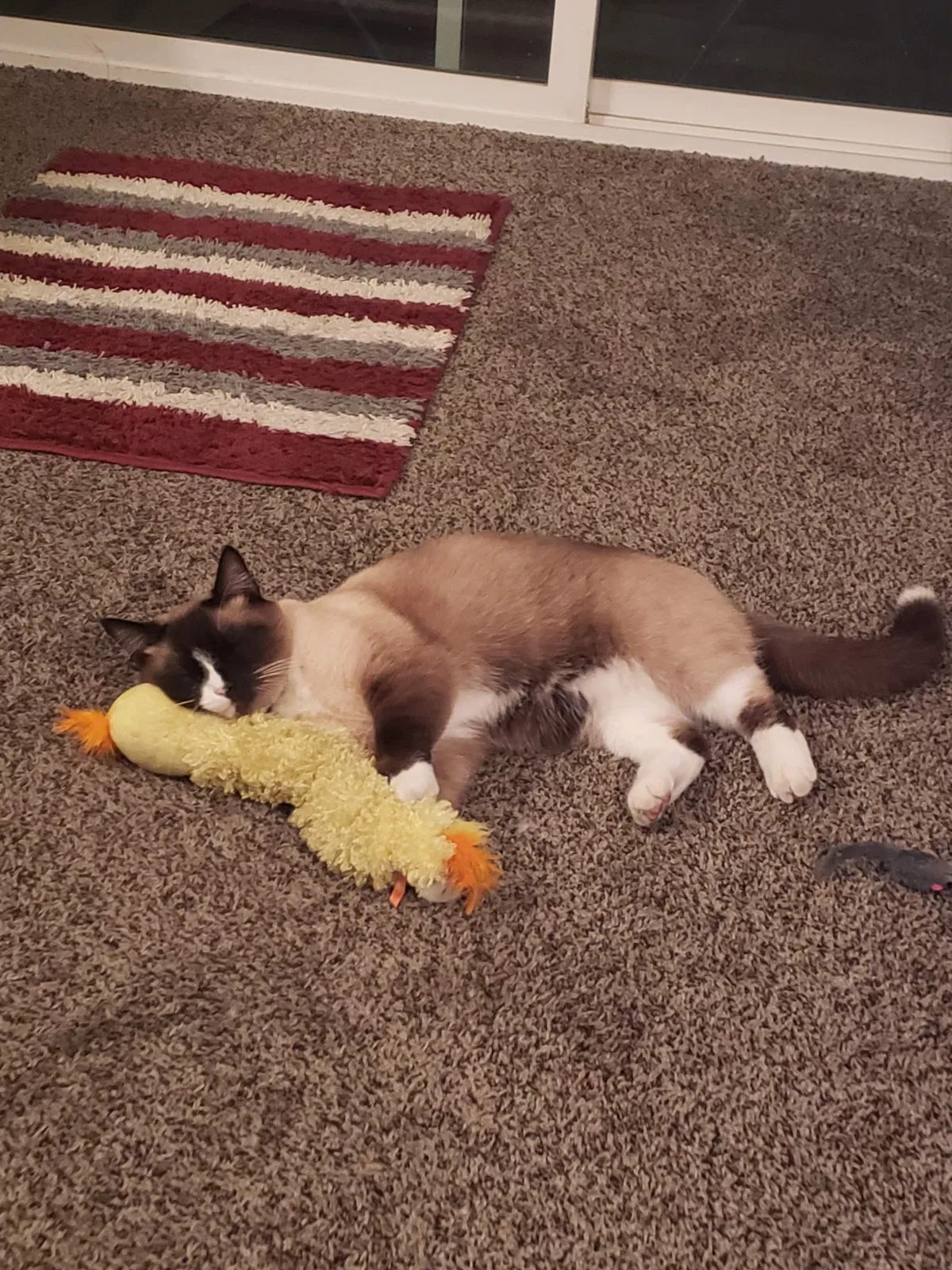 Lost cat in Salt Lake City, UT, 84116