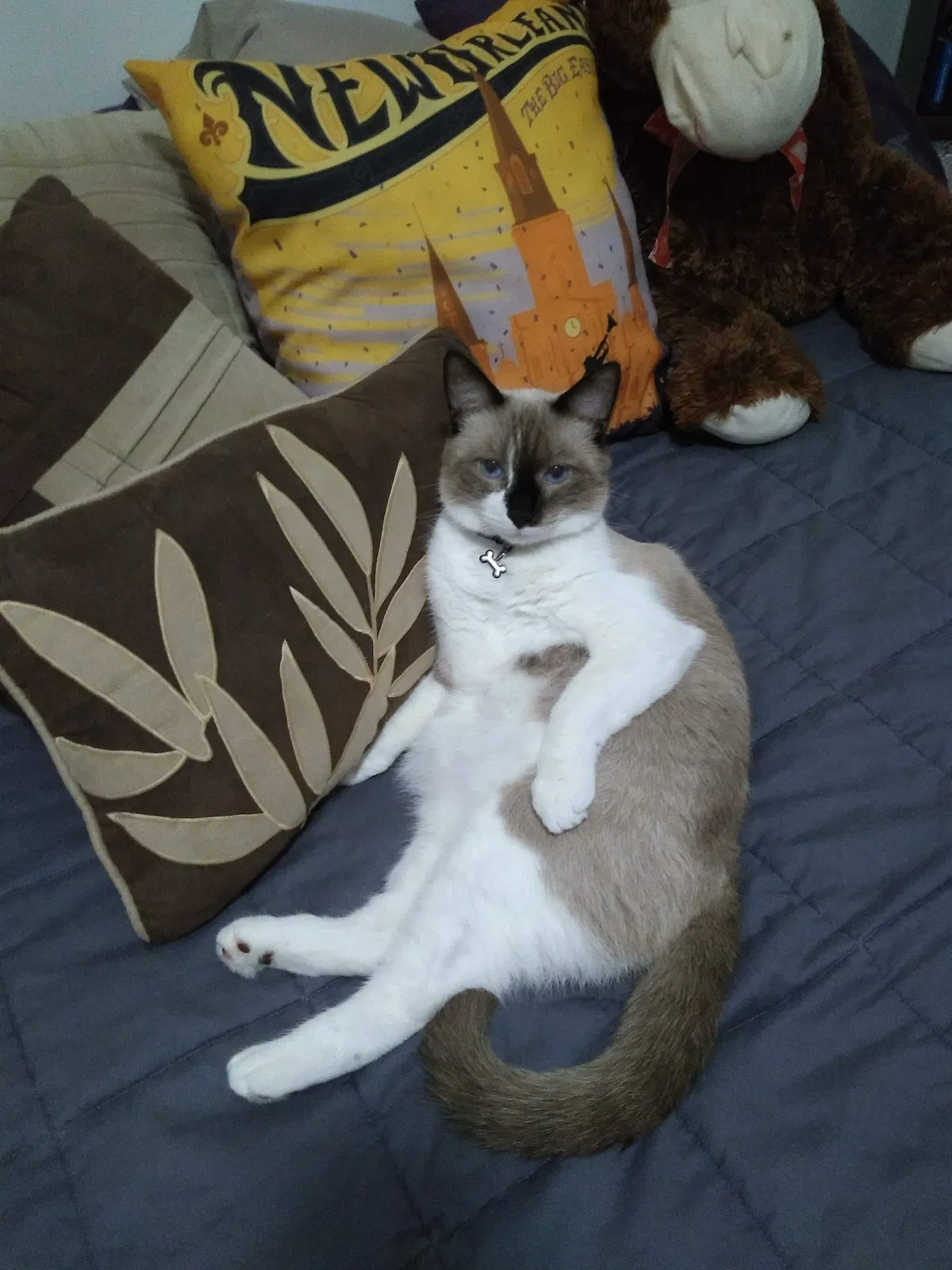 Lost cat in Hope Mills, NC, 28348