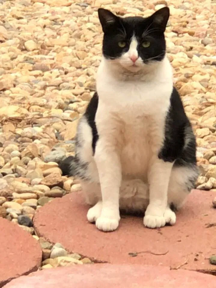 Lost cat in Littleton, CO, 80123