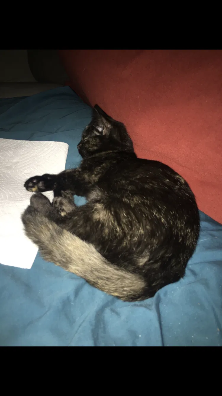 Lost cat in Miami, FL, 33183