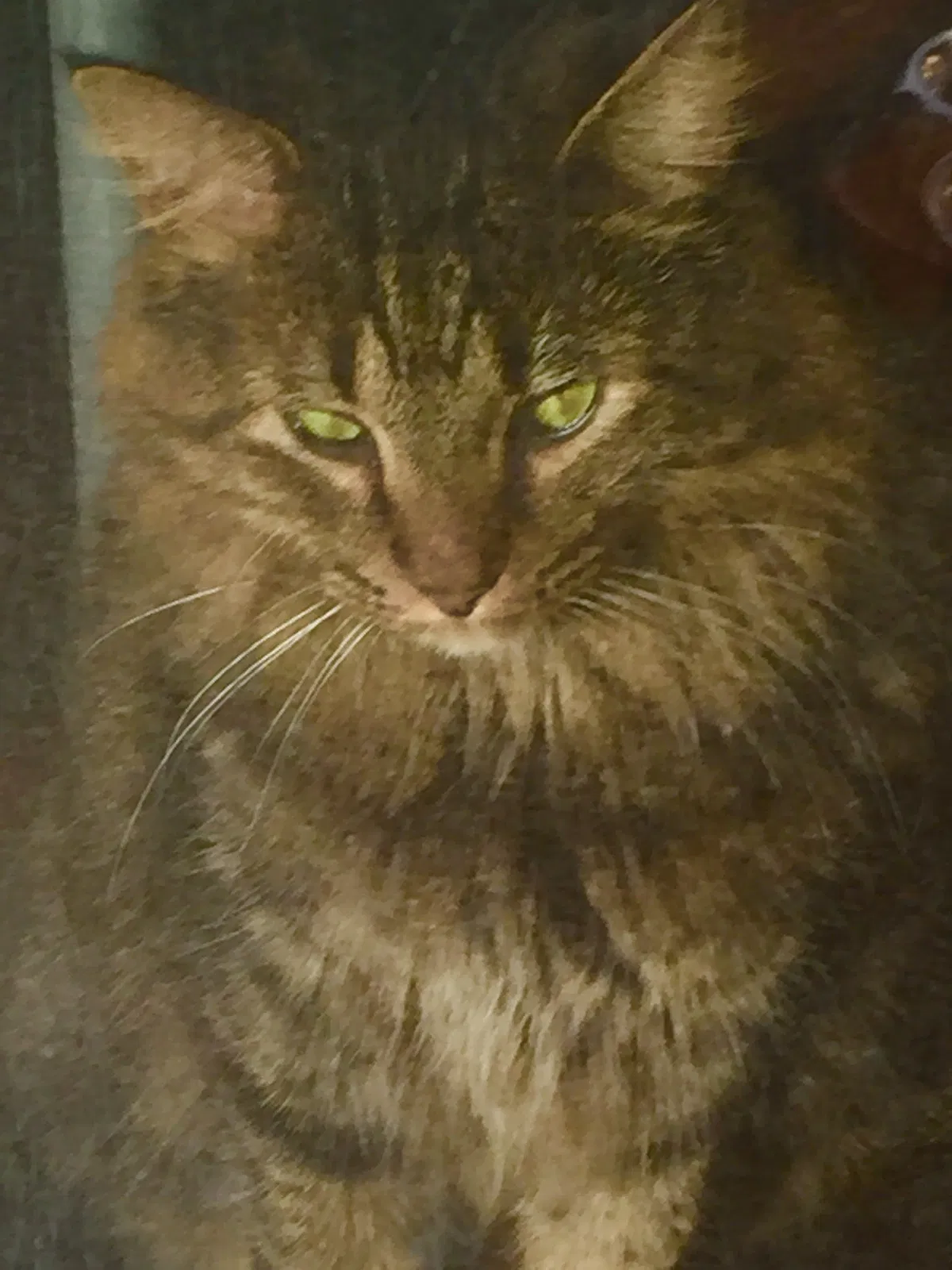 Lost cat in Jacksonville, NC, 28546
