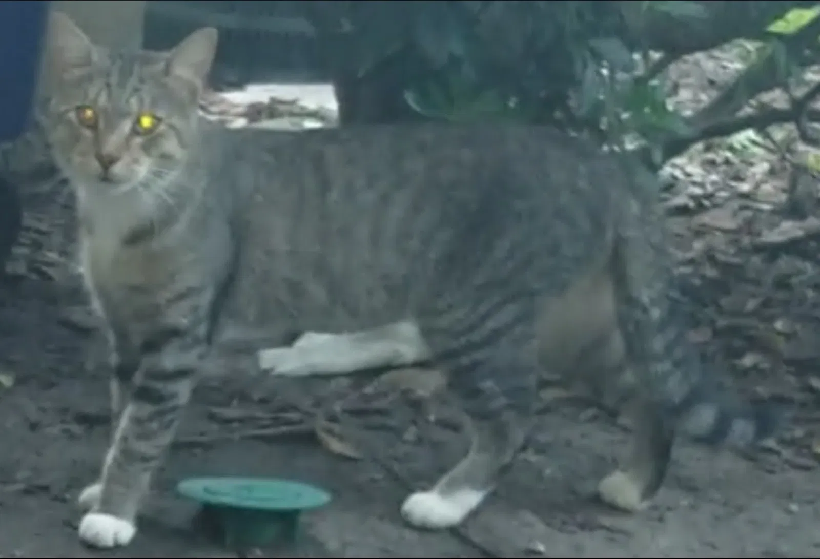 Lost cat in Orlando, FL, 32807