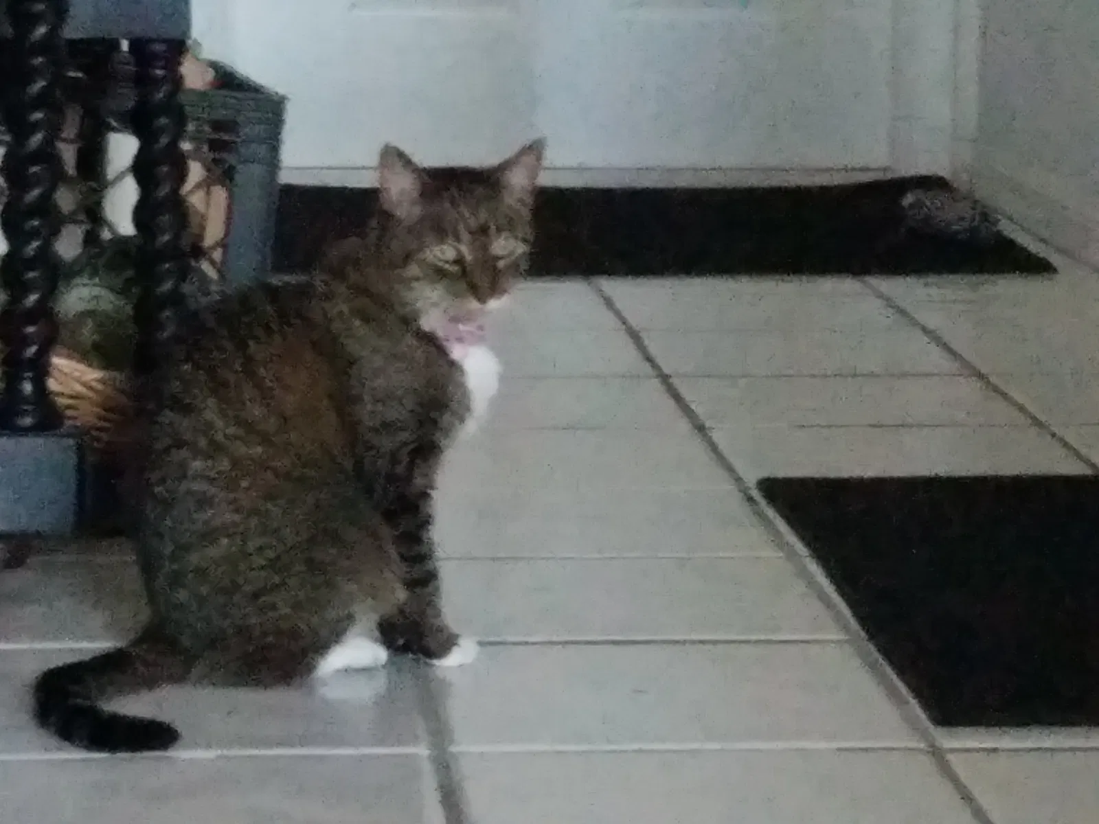 Lost cat in Pompano Beach, FL, 33073
