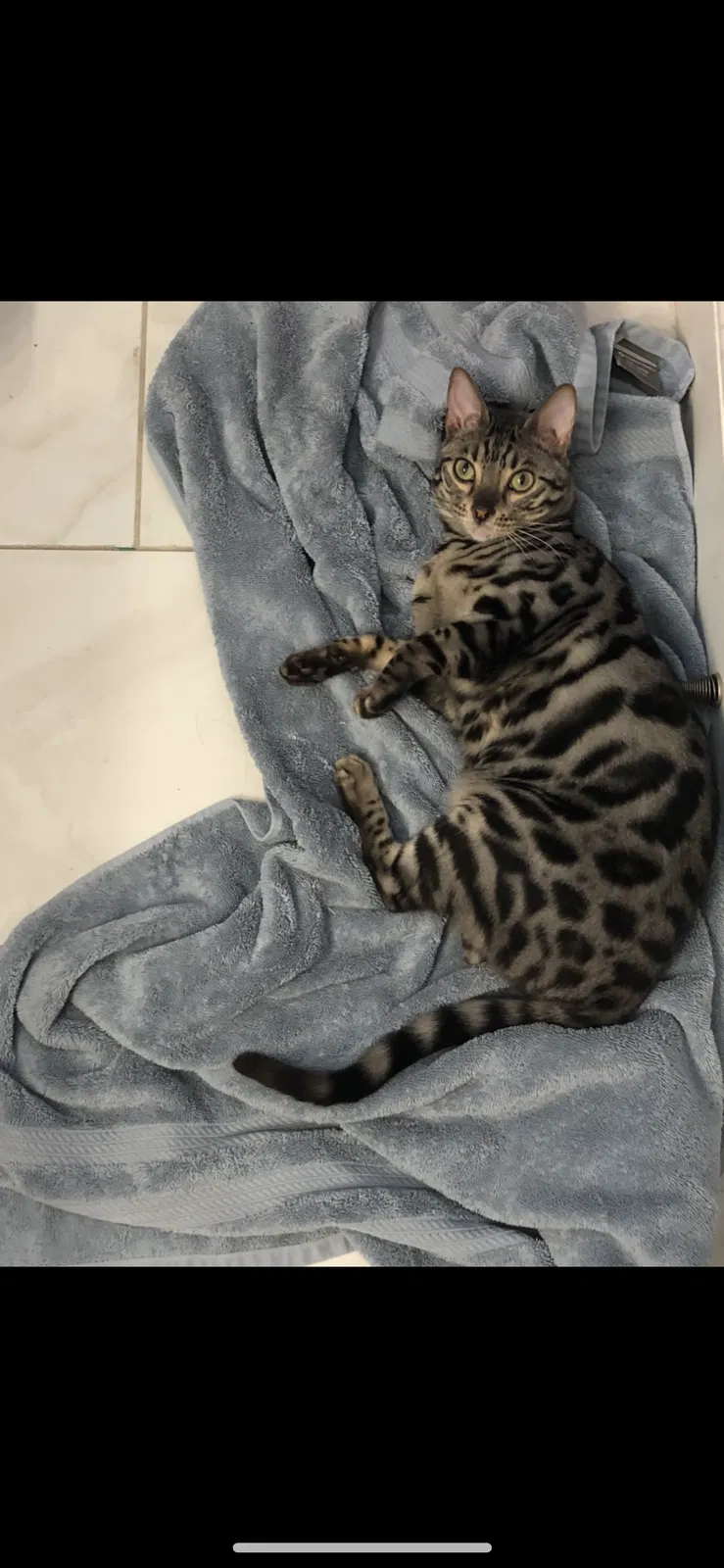 Lost cat in Albuquerque, NM, 87112
