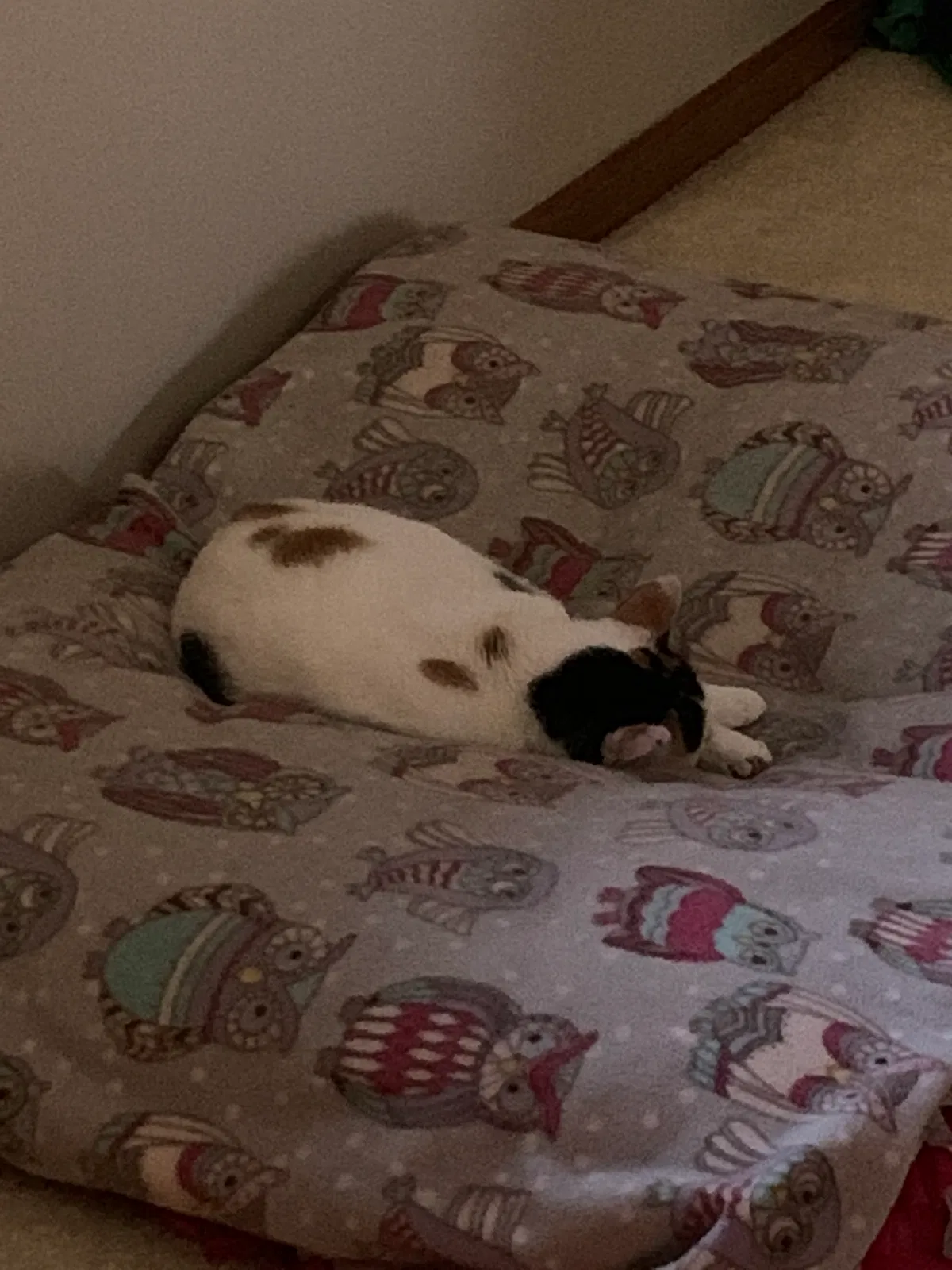 Lost cat in River Falls, WI, 54022